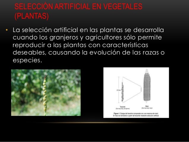 Seleccion natural y seleccion artificial