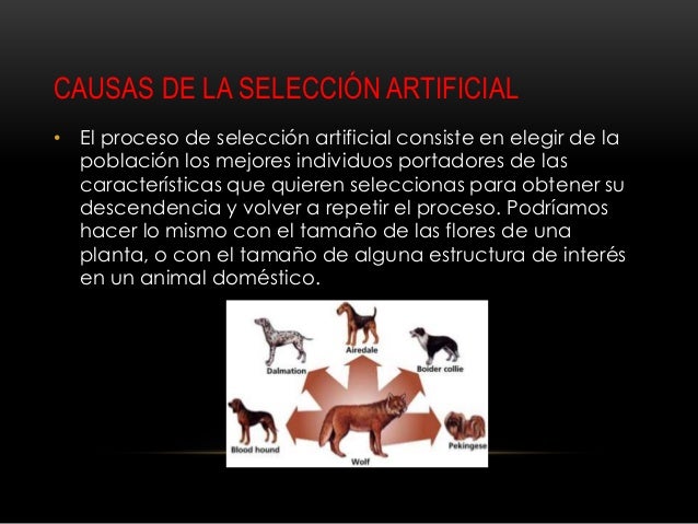 Seleccion natural y seleccion artificial