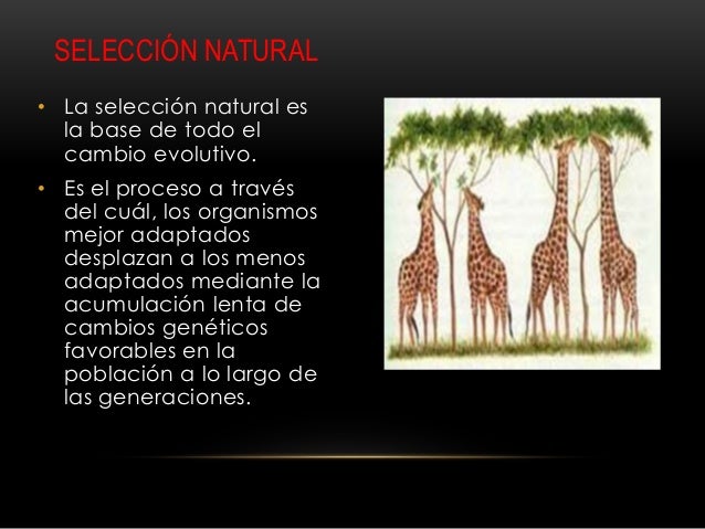 Resultado de imagen para que es la selecciÃ³n natural