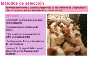 Métodos de selección Aprovechamiento de la variabilidad genética de los animales de una población para incrementar los rendimientos de su descendencia. Importancia: Eliminación de individuos con poco valor zootécnico Conservación de individuos de interés. Fijar y extender estos caracteres entre los descendientes Cambios en las frecuencias génicas de los individuos Incremento de la posibilidad de que aparezcan genes favorables a la selección. 