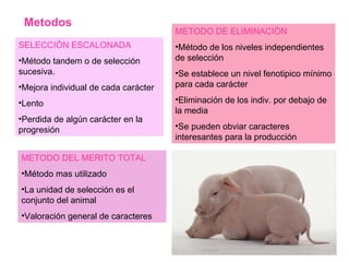 Metodos SELECCIÓN ESCALONADA Método tandem o de selección sucesiva. Mejora individual de cada carácter Lento Perdida de algún carácter en la progresión METODO DE ELIMINACIÒN Método de los niveles independientes de selección Se establece un nivel fenotipico mínimo para cada carácter Eliminación de los indiv. por debajo de la media Se pueden obviar caracteres interesantes para la producción METODO DEL MERITO TOTAL Método mas utilizado La unidad de selección es el conjunto del animal Valoración general de caracteres 