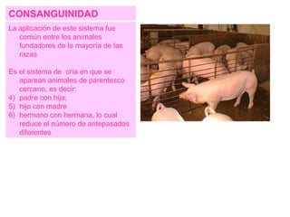 CONSANGUINIDAD La aplicación de este sistema fue común entre los animales fundadores de la mayoría de las razas Es el sistema de  cría en que se aparean animales de parentesco cercano, es decir:  padre con hija;  hijo con madre hermano con hermana, lo cual reduce el número de antepasados diferentes 