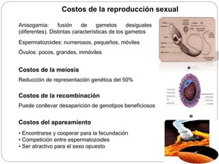 Anisogamia: fusión de gametos desiguales
(diferentes). Distintas características de los gametos
Espermatozoides: numerosos, pequeños, móviles
Óvulos: pocos, grandes, inmóviles
Costos de la reproducción sexual
• Encontrarse y cooperar para la fecundación
• Competición entre espermatozoides
• Ser atractivo para el sexo opuesto
Costos del apareamiento
Costos de la meiosis
Reducción de representación genética del 50%
Costos de la recombinación
Puede conllevar desaparición de genotipos beneficiosos
+
=
 