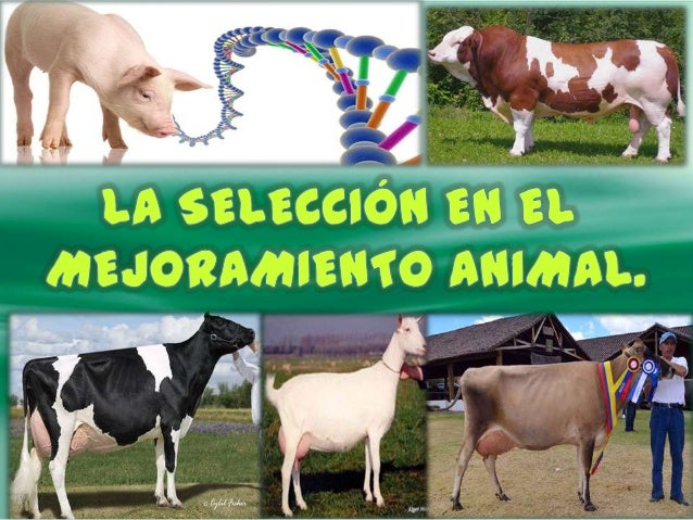 Metodos De Seleccion Mejoramiento Genetico Animal