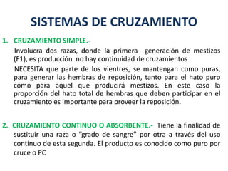 SISTEMAS DE CRUZAMIENTO
1. CRUZAMIENTO SIMPLE.-
Involucra dos razas, donde la primera generación de mestizos
(F1), es producción no hay continuidad de cruzamientos
NECESITA que parte de los vientres, se mantengan como puras,
para generar las hembras de reposición, tanto para el hato puro
como para aquel que producirá mestizos. En este caso la
proporción del hato total de hembras que deben participar en el
cruzamiento es importante para proveer la reposición.
2. CRUZAMIENTO CONTINUO O ABSORBENTE.- Tiene la finalidad de
sustituir una raza o ”grado de sangre” por otra a través del uso
contínuo de esta segunda. El producto es conocido como puro por
cruce o PC
 
