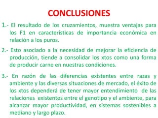CONCLUSIONES
1.- El resultado de los cruzamientos, muestra ventajas para
los F1 en características de importancia económica en
relación a los puros.
2.- Esto asociado a la necesidad de mejorar la eficiencia de
producción, tiende a consolidar los xtos como una forma
de producir carne en nuestras condiciones.
3.- En razón de las diferencias existentes entre razas y
ambiente y las diversas situaciones de mercado, el éxito de
los xtos dependerá de tener mayor entendimiento de las
relaciones existentes entre el genotipo y el ambiente, para
alcanzar mayor productividad, en sistemas sostenibles a
mediano y largo plazo.
 