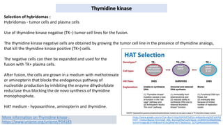 More information on Thymidine kinase :
https://www.uniprot.org/uniprot/P04183
Thymidine kinase
https://www.google.com/url?sa=i&url=https%3A%2F%2Fen.wikipedia.org%2Fwiki%2
FHAT_medium&psig=AOvVaw0_RBS_BGJnqxB9wFzu4IjT&ust=1638904919866000&s
ource=images&cd=vfe&ved=0CAsQjRxqFwoTCNjdoeDyz_QCFQAAAAAdAAAAABAU
Selection of hybridomas :
Hybridomas - tumor cells and plasma cells
Use of thymidine kinase negative (TK−) tumor cell lines for the fusion.
The thymidine kinase negative cells are obtained by growing the tumor cell line in the presence of thymidine analogs,
that kill the thymidine kinase positive (TK+) cells.
The negative cells can then be expanded and used for the
fusion with TK+ plasma cells.
After fusion, the cells are grown in a medium with methotrexate
or aminopterin that blocks the endogenous pathway of
nucleotide production by inhibiting the enzyme dihydrofolate
reductase thus blocking the de novo synthesis of thymidine
monophosphate.
HAT medium - hypoxanthine, aminopterin and thymidine.
 