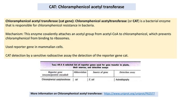 Selectable markers | PPTX | Cancer | Diseases and Conditions