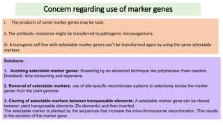 Concern regarding use of marker genes
i. The products of some marker genes may be toxic.
ii. The antibiotic resistance might be transferred to pathogenic microorganisms.
iii. A transgenic cell line with selectable marker genes can’t be transformed again by using the same selectable
markers.
Solutions:
1. Avoiding selectable marker genes: Screening by an advanced technique like polymerase chain reaction.
Drawback: time consuming and expensive.
2. Removal of selectable markers: use of site-specific recombinase systems to selectively excise the marker
genes from the plant genome.
3. Cloning of selectable markers between transposable elements: A selectable marker gene can be cloned
between plant transposable elements (Ds elements) and then inserted.
The selectable marker is planked by the sequences that increase the intra-chromosomal recombination. This results
in the excision of the marker gene.
 
