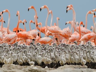 Flamingo Chicks, Mexico
 