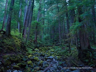Hoh rain forest, Olympic National Park
 