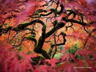 Japanese Maple, Oregon
 