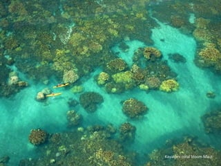 Kayakers coral bloom Maui
 