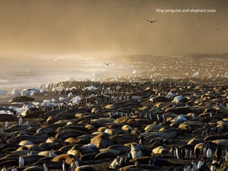 King penguins and elephant seals
 