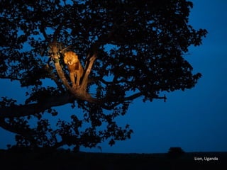 Lion, Uganda
 