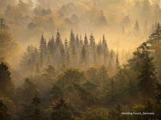 Morning Forest, Germany
 