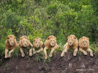 Resting Lions, Tanzania
 
