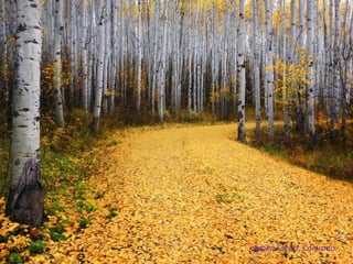 Aspen Forest, Colorado
 