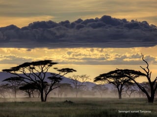 Serengeti sunset Tanzania
 