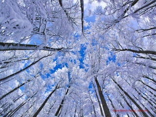 Snow Beech forest, Germany
 