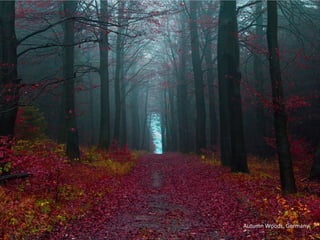 Autumn Woods, Germany
 