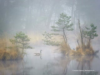 Canada Geese, Netherlands
 