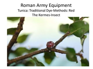 Roman Army Equipment
Tunica: Traditional Dye-Methods: Red
The Kermes-Insect
 
