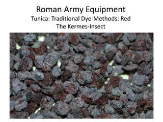 Roman Army Equipment
Tunica: Traditional Dye-Methods: Red
The Kermes-Insect
 