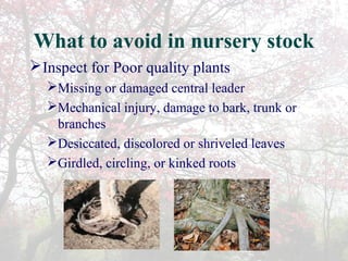 Kinked Roots Selecting and planting trees in your landscape | PPT
