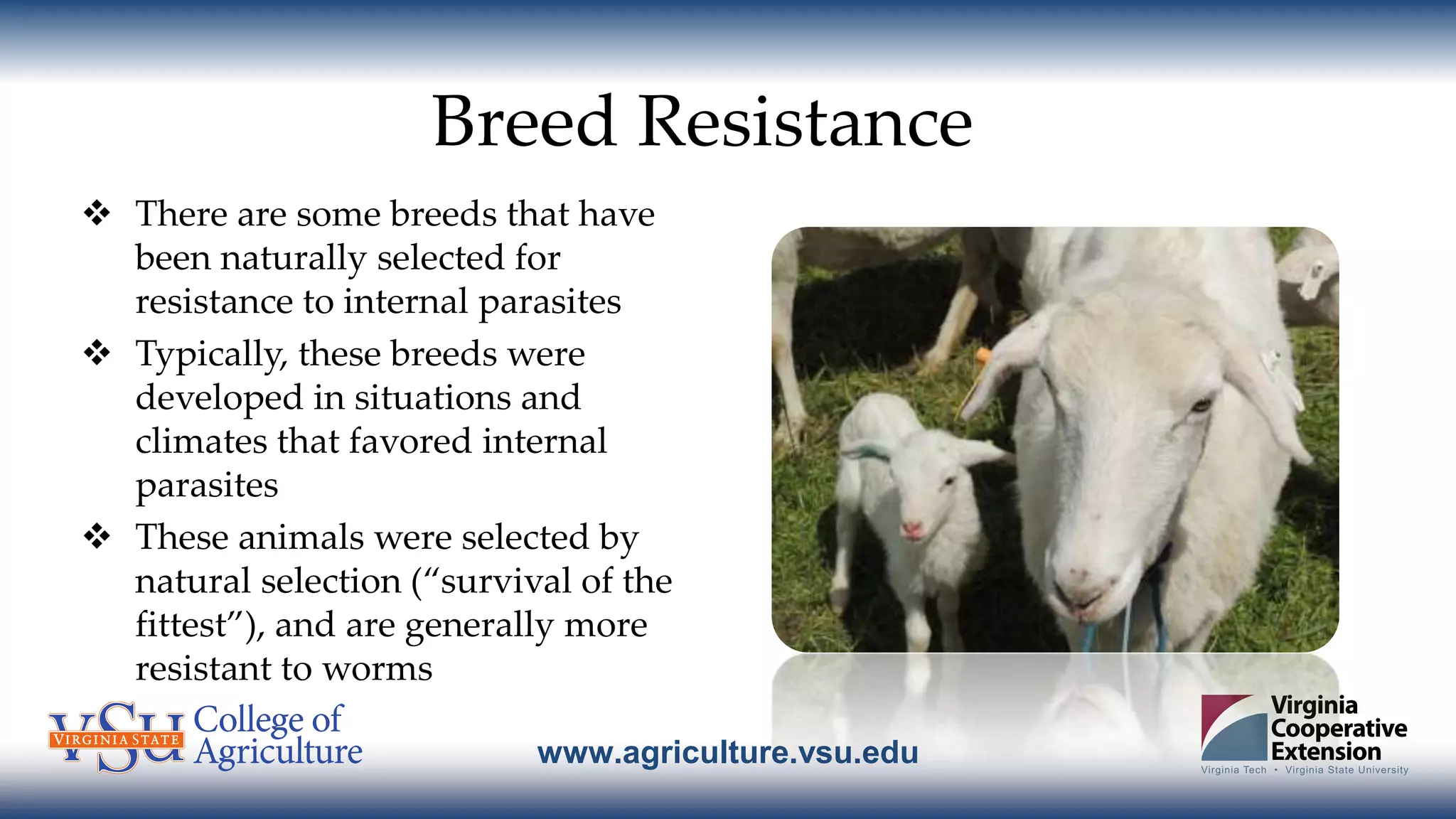 www.agriculture.vsu.edu
Breed Resistance
 There are some breeds that have
been naturally selected for
resistance to internal parasites
 Typically, these breeds were
developed in situations and
climates that favored internal
parasites
 These animals were selected by
natural selection (“survival of the
fittest”), and are generally more
resistant to worms
 