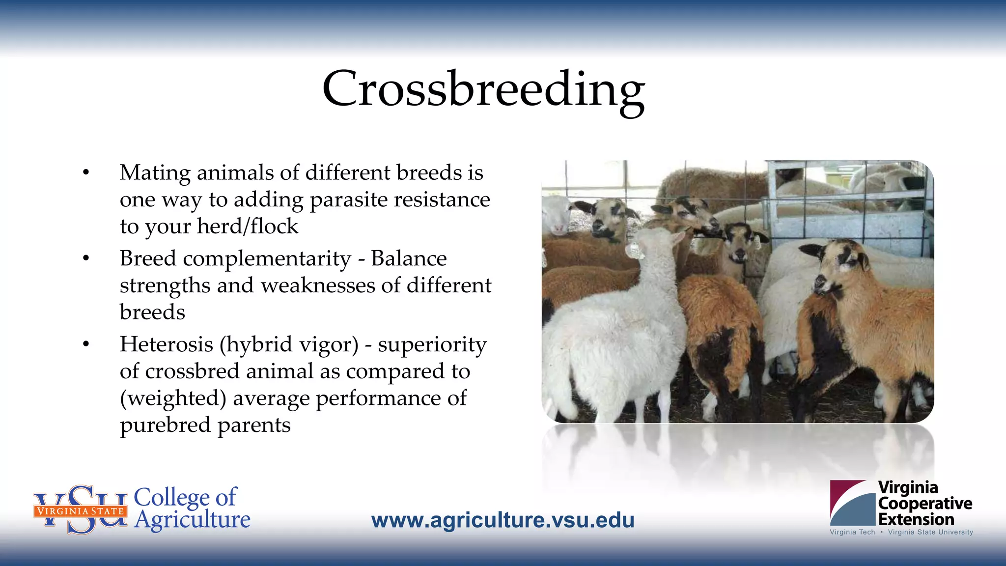 www.agriculture.vsu.edu
Crossbreeding
• Mating animals of different breeds is
one way to adding parasite resistance
to your herd/flock
• Breed complementarity - Balance
strengths and weaknesses of different
breeds
• Heterosis (hybrid vigor) - superiority
of crossbred animal as compared to
(weighted) average performance of
purebred parents
 