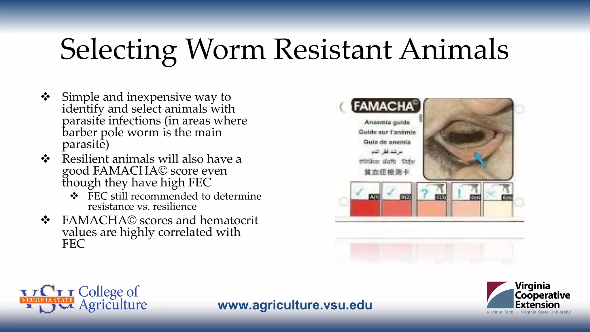 www.agriculture.vsu.edu
Selecting Worm Resistant Animals
 Simple and inexpensive way to
identify and select animals with
parasite infections (in areas where
barber pole worm is the main
parasite)
 Resilient animals will also have a
good FAMACHA© score even
though they have high FEC
 FEC still recommended to determine
resistance vs. resilience
 FAMACHA© scores and hematocrit
values are highly correlated with
FEC
 
