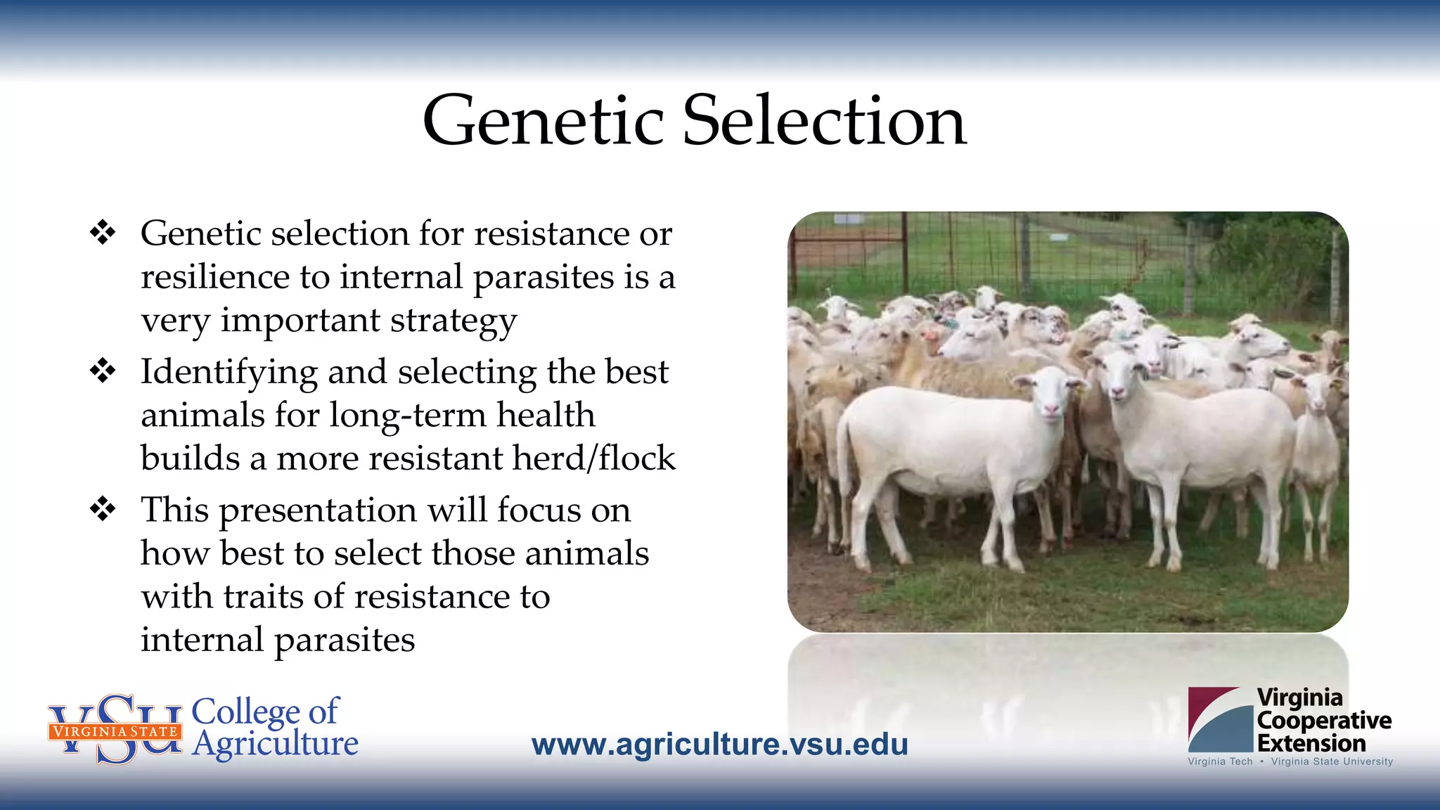 www.agriculture.vsu.edu
Genetic Selection
 Genetic selection for resistance or
resilience to internal parasites is a
very important strategy
 Identifying and selecting the best
animals for long-term health
builds a more resistant herd/flock
 This presentation will focus on
how best to select those animals
with traits of resistance to
internal parasites
 