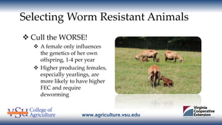 www.agriculture.vsu.edu
Selecting Worm Resistant Animals
 Cull the WORSE!
 A female only influences
the genetics of her ...