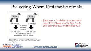 www.agriculture.vsu.edu
Selecting Worm Resistant Animals
If you were to breed these rams you would
expect FEC of lambs sir...
