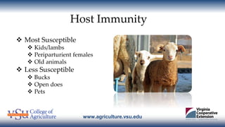 www.agriculture.vsu.edu
Host Immunity
 Most Susceptible
 Kids/lambs
 Periparturient females
 Old animals
 Less Suscep...