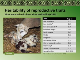 Heritability of reproductive traits
Most maternal traits have a low heritability (<20%).
                                      Trait                                        Avg. h2
                                      Age at puberty                                0.25
                                      Ewe fertility*                                0.05
                                      Ewe productivity *                            0.20
                                      Gestation length                              0.45
                                      Lamb survival *                               0.05
                                      Libido                                        0.22
                                      Longevity                                     0.27
                                      Mothering ability                             0.39
                                      Out-of-season breeding                        0.20
                                      Prolificacy *                                 0.10
                                      Scrotal circumference *                       0.35
                                      Spring fertility                            0.07-0.11
 Katahdin                             *Source: Sheep Production Handbook (2002)
 