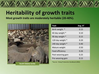 Heritability of growth traits
Most growth traits are moderately heritable (20-40%).

                                    Trait                                Avg. h2
                                    Birth weight *                         0.15
                                    60 day weight *                        0.10
                                    90 day weight *                        0.15
                                    120 day weight *                       0.20
                                    240 day weight *                       0.40
                                    Mature weight                          0.50
                                    Feed efficiency                        0.26
                                    Post-weaning gain                      0.25
                                    Pre-weaning gain                       0.15
                                    *Source: Sheep Production Handbook (2002)
          South Dakota lambs
 