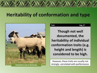 Heritability of conformation and type
                               Trait                       Avg. h2


                                   Though not well
                                  documented, the
                               heritability of individual
                               conformation traits (e.g.
                                 height and length) is
                                considered to be high.
                                However, these traits are usually not
   Hampshire ewe in Kentucky   strongly -correlated with performance.
 