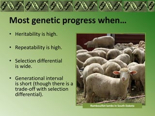 Most genetic progress when…
• Heritability is high.

• Repeatability is high.

• Selection differential
  is wide.

• Generational interval
  is short (though there is a
  trade-off with selection
  differential).
                                Rambouillet lambs in South Dakota
 