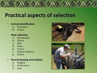 Practical aspects of selection
 • Animal identification
     a)   Permanent
     b)   Unique

 • Data collection
     a)   Reproduction
     b)   Growth
     c)   Milk
     d)   Fleece
     e)   Carcass
     f)   Disease resistance
     g)   Defects

 • Record keeping and analysis
     a)   Pedigree
     b)   Performance
     c)   Type
 