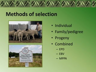 Methods of selection
                 •   Individual
                 •   Family/pedigree
                 •   Progeny
                 •   Combined
                     – EPD
                     – EBV
                     – MPPA
 