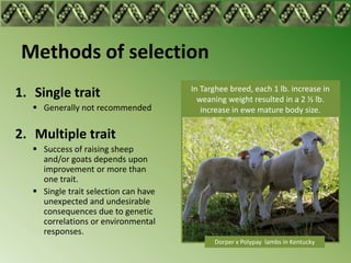 Methods of selection
                                       In Targhee breed, each 1 lb. increase in
1. Single trait                          weaning weight resulted in a 2 ½ lb.
    Generally not recommended            increase in ewe mature body size.

2. Multiple trait
    Success of raising sheep
     and/or goats depends upon
     improvement or more than
     one trait.
    Single trait selection can have
     unexpected and undesirable
     consequences due to genetic
     correlations or environmental
     responses.
                                             Dorper x Polypay lambs in Kentucky
 