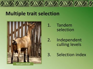 Multiple trait selection

                           1.   Tandem
                                selection

                           2.   Independent
                                culling levels

                           3.   Selection index
    Dairy goat in Brazil
 