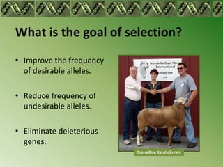 What is the goal of selection?
• Improve the frequency
  of desirable alleles.

• Reduce frequency of
  undesirable alleles.

• Eliminate deleterious
  genes.
                          Top-selling Katahdin ram
 