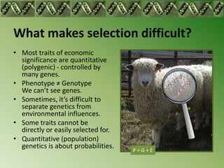 What makes selection difficult?
• Most traits of economic
  significance are quantitative
  (polygenic) - controlled by
  many genes.
• Phenotype ≠ Genotype
  We can’t see genes.
• Sometimes, it’s difficult to
  separate genetics from
  environmental influences.
• Some traits cannot be
  directly or easily selected for.
• Quantitative (population)
  genetics is about probabilities.   P=G+E
 