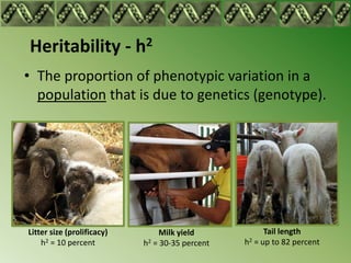 Heritability - h2
• The proportion of phenotypic variation in a
  population that is due to genetics (genotype).




Litter size (prolificacy)        Milk yield            Tail length
    h2 = 10 percent         h2 = 30-35 percent   h2 = up to 82 percent
 