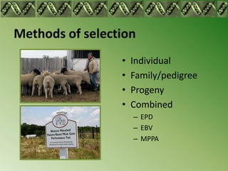 Methods of selection
                 •   Individual
                 •   Family/pedigree
                 •   Progeny
   ...