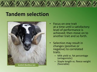 Tandem selection
                             • Focus on one trait
                               at a time until a satisf...