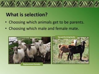 What is selection?
• Choosing which animals get to be parents.
• Choosing which male and female mate.
                    ...